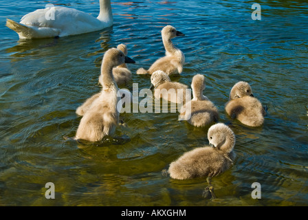 Weisser Schwan Küken Cygnini Cygnus juvenil Stockfoto