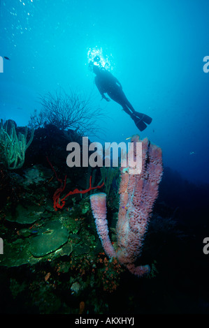 Taucher mit einem Soptlight hinter einem Rohr Schwamm Aplysina Fistularis, Caribbean. Stockfoto