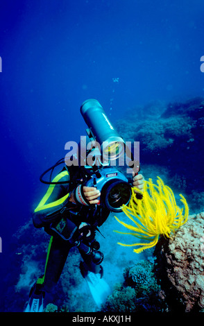 Taucher nimmt ein Foto eines Feather Star, Crinoid. Stockfoto