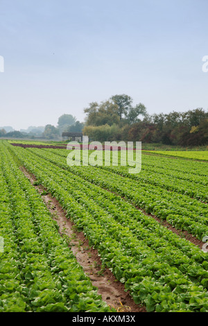 Salatfeld in Südpfalz, Pfalz, Rheinland-Pfalz, Deutschland Stockfoto