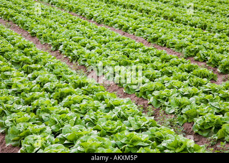 Salatfeld in Südpfalz, Pfalz, Rheinland-Pfalz, Deutschland Stockfoto