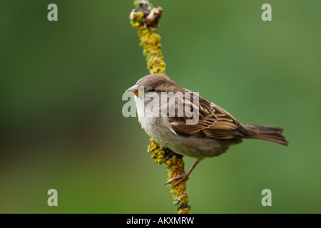 Haussperling Passer domesticus Stockfoto