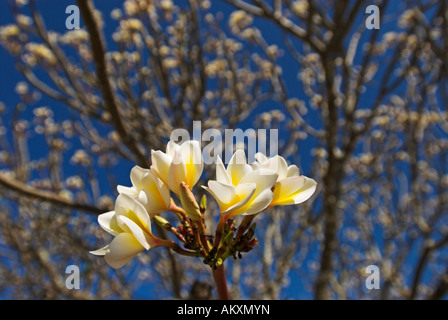Plumeria Alba, Frangipani-Baum in Blüte, Ibo Island, Mosambik, Afrika Stockfoto