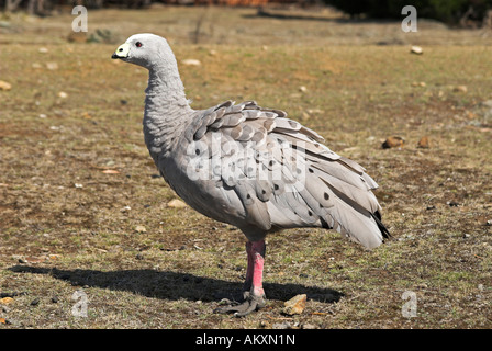 Cape kargen Gans, Cereopsis Novaehollandiae, Maria Island National Park, Tasmanien, Australien Stockfoto