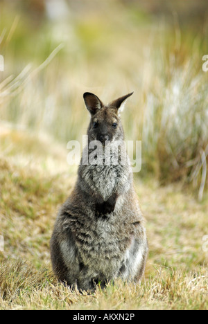 Östliche graue Känguru, Macropus Giganteus, Maria Island National Park, Tasmanien, Australien Stockfoto