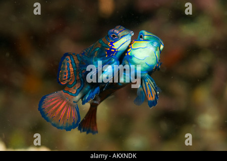 Umwerben Mandarin-Leier Fisch, Synchiropus Splendidus, Indonesien. Stockfoto