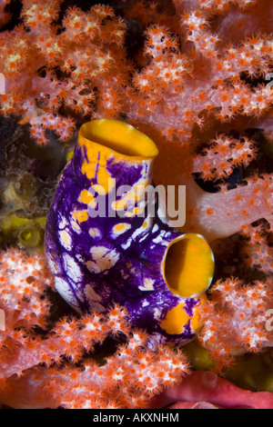 Goldene Seescheide, Tinte Spot Seescheide (Polycarpa Aurata) in eine weiche Koralle. Stockfoto