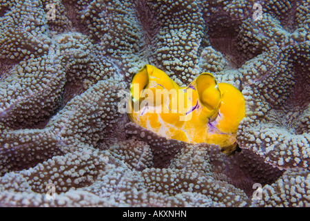 Goldene Seescheide, Tinte Spot Seescheide (Polycarpa Aurata). Stockfoto