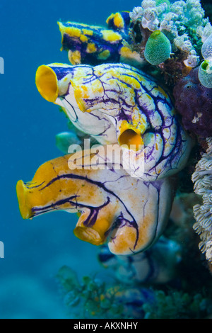 Goldene Seescheide, Tinte Spot Seescheide (Polycarpa Aurata). Stockfoto