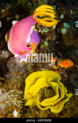 Nacktschnecke (Hypselodoris Bullockii) mit seinen Eiern. Stockfoto