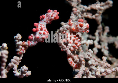 Pygmäen-Seepferdchen, Hippocampus Bargibanti, Indinesia. Stockfoto