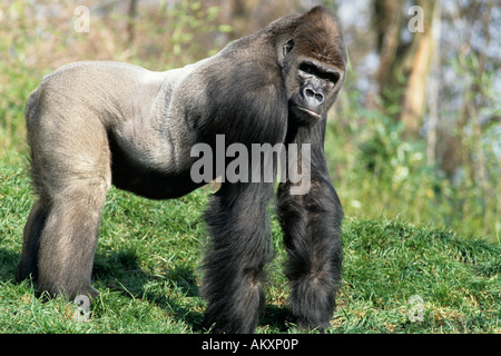 Gorilla, westlichen Flachlandgorilla (Gorilla Gorilla) Stockfoto