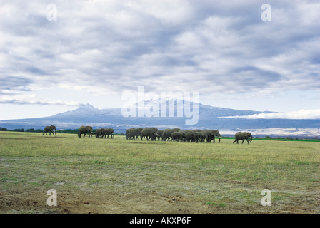 Herde von Elefanten und Kälber bewegt über die kurze Grasebenen am Fuße des Kilimanjaro in Amboseli Stockfoto