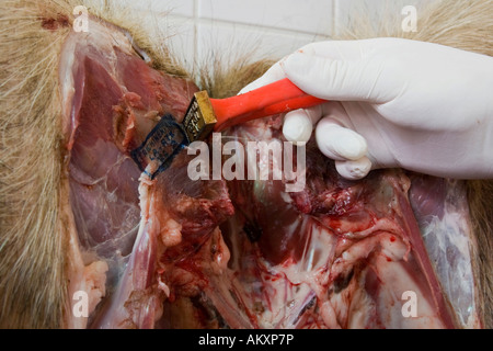 Tierarzt überprüft Spiel. Offen (Exploited) Wildschwein gebrochen. Stockfoto