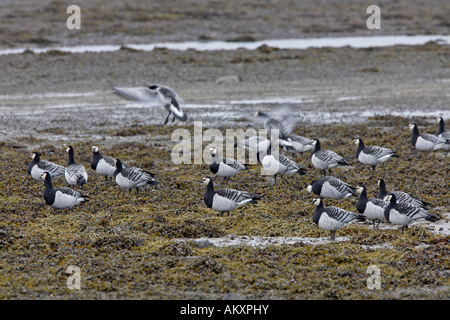 Weißwangengans am Ufer am Loch Gruinart Stockfoto