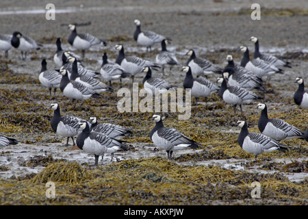 Weißwangengans am Ufer am Loch Gruinart Stockfoto