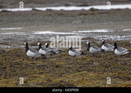 Weißwangengans am Ufer am Loch Gruinart Stockfoto