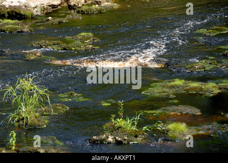 Florida große Fischschwärme State Park Rapids Niedrigwasser ausgesetzt Felsen Findlinge Stockfoto