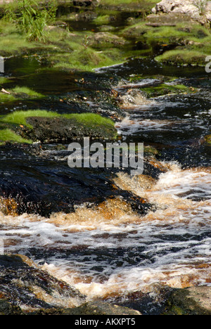 Florida große Fischschwärme State Park Rapids Niedrigwasser ausgesetzt Felsen Findlinge Stockfoto