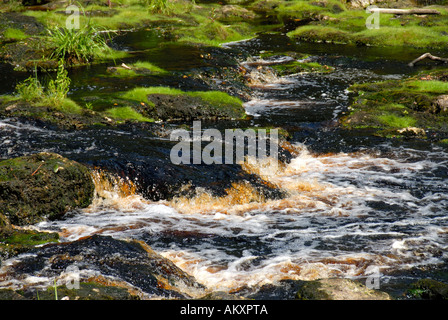 Florida große Fischschwärme State Park Rapids Niedrigwasser ausgesetzt Felsen Findlinge Stockfoto