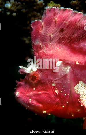 Blatt-Drachenköpfe oder Papierfisch (Taenianotus Triacanthus). Stockfoto