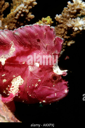 Blatt-Drachenköpfe oder Papierfisch (Taenianotus Triacanthus). Stockfoto