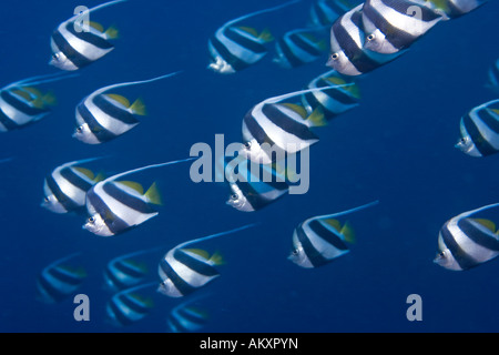 Longfin Bannerfish, Heniochus Acuminatus, Indonesien. Stockfoto