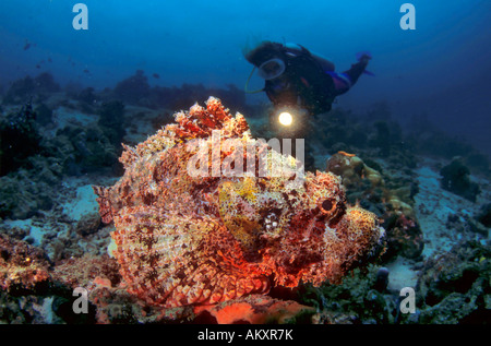 Taucher betrachten eine bärtige Drachenköpfe, Scorpaenopsis Barbatus, Malediven. Stockfoto