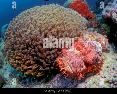 Bärtige Drachenköpfe, Scorpaenopsis Barbatus, versteckt sich hinter einem Weichkorallen, Indonesien. Stockfoto