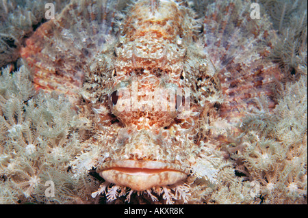 Bärtige Drachenköpfe, Scorpaenopsis Barbatus, Malediven. Stockfoto