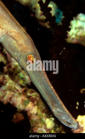 Trumpetfish Aulostomus Maculatus, Philippinen. Stockfoto