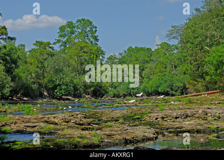 Florida große Fischschwärme State Park Rapids Niedrigwasser ausgesetzt Felsen Findlinge Stockfoto