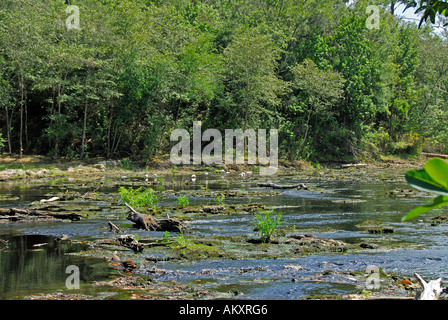 Florida große Fischschwärme Staatspark Fluss Stromschnellen Niedrigwasser rockt Steinen Stockfoto