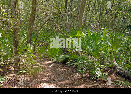 Florida Suwannee River große Fischschwärme State Park-Wanderweg Stockfoto