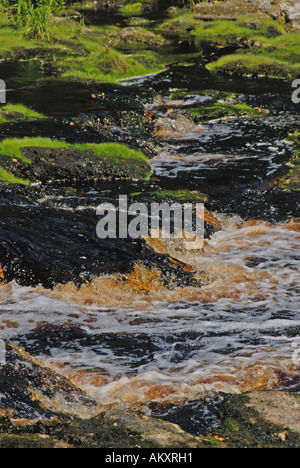 Florida Suwannee River große Fischschwärme State Park Fluss Stromschnellen Niedrigwasser rockt Steinen Stockfoto