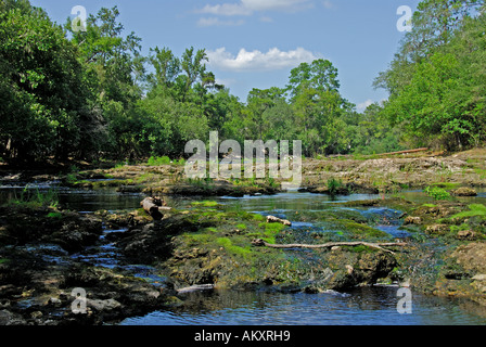 Florida Suwannee River große Fischschwärme State Park Fluss Stromschnellen Niedrigwasser rockt Steinen Stockfoto