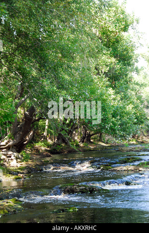 Florida Suwannee River große Shoals State Park Rapids Stockfoto