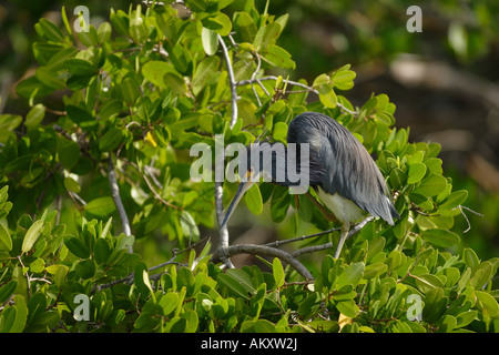 Little Blue Heron (Egretta Caerulea), Florida, USA Stockfoto