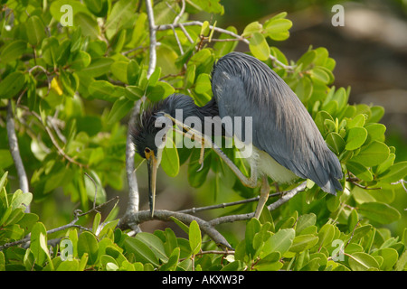 Little Blue Heron (Egretta Caerulea), Florida, USA Stockfoto