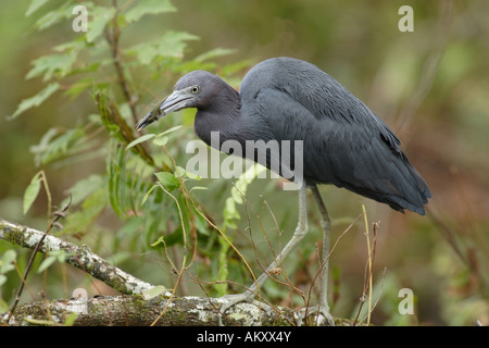 Little Blue Heron (Egretta Caerulea) Stockfoto