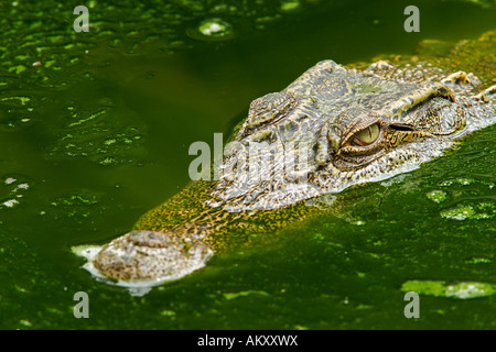 Siam-Krokodil (Crocodylus Siamensis), Khao Yai Nationalpark, Thailand Stockfoto