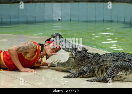 Siam-Krokodil (Crocodylus Siamensis), Krokodil zeigen, Zoo-Phuket, Thailand Stockfoto