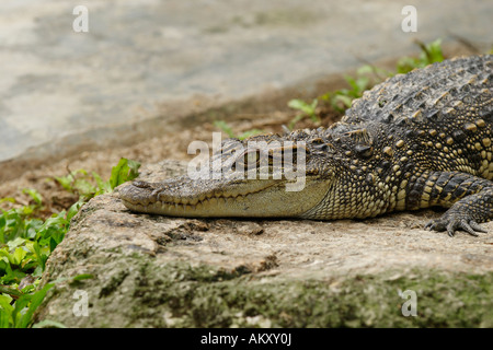 Siam-Krokodil (Crocodylus Siamensis), Khao Yai Nationalpark, Thailand Stockfoto