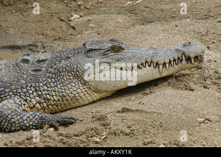 Siam-Krokodil (Crocodylus Siamensis), Khao Yai Nationalpark, Thailand Stockfoto