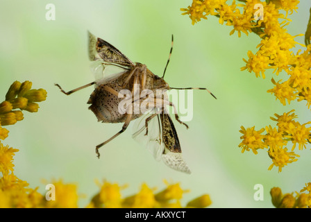 Stink Bug (Rhaphigaster Nebulosa) Stockfoto