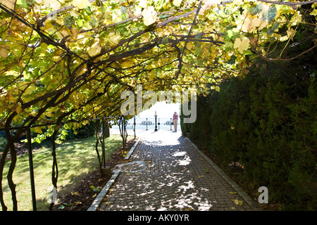 Pfad unter Weinreben, Schloss Johannisberg, Weingut, Rheingau (Rheingau), Hessen, Deutschland Stockfoto