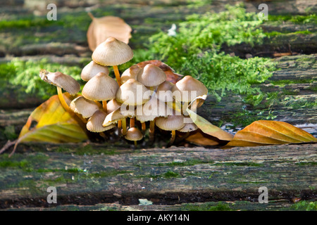 Pilze auf Moos an einem verschimmelten Baumstamm Stockfoto