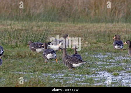 Grönland White-Fronted Goose auf Islay Stockfoto