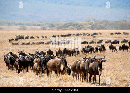 Große Herde von blaue Gnus (Connochaetes Taurinus) bewegen sich durch Trockenrasen Ngorongoro Krater Tansania Stockfoto