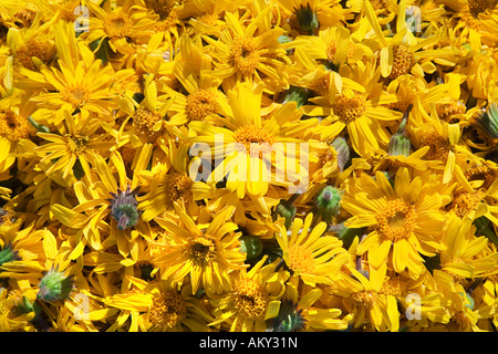 Wilder Wolf Bane (Arnica Montana) auf den Markstein, Vogesen, Frankreich Stockfoto